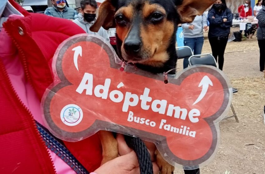  Primer Festival de Adopción