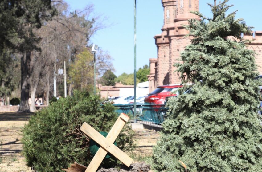  Centro de Acopio de Árboles Navideños