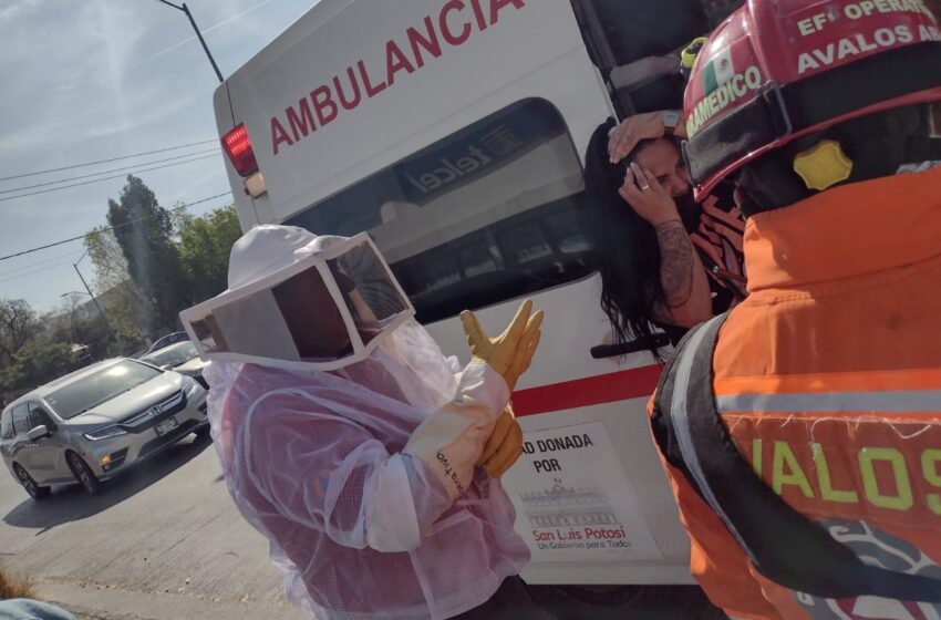  Auxilian a familia atacada por abejas