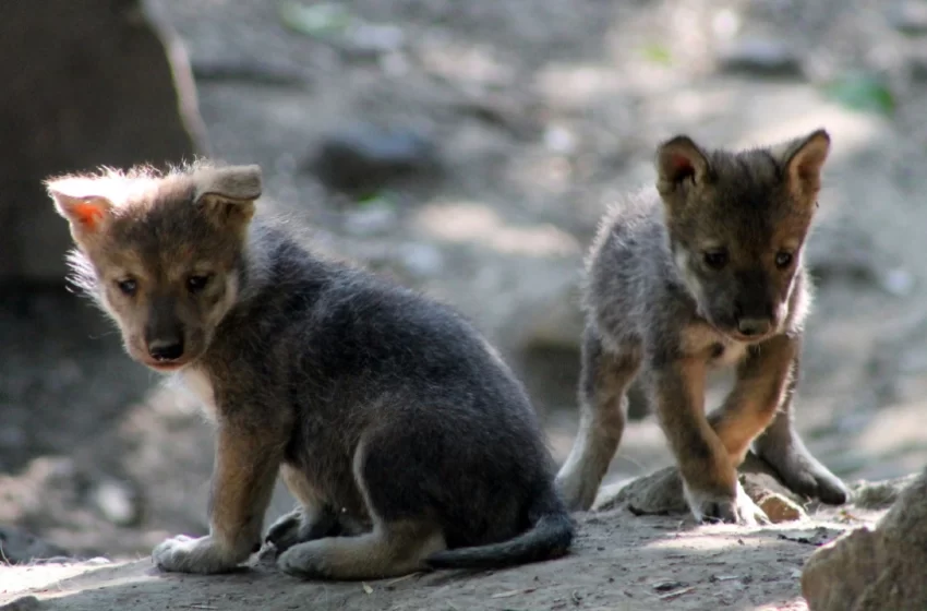  Fallecen dos ejemplares de lobo mexicano