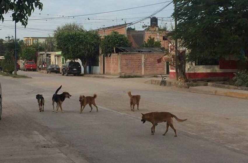  Ecología de SLP pone especial atención al maltrato animal