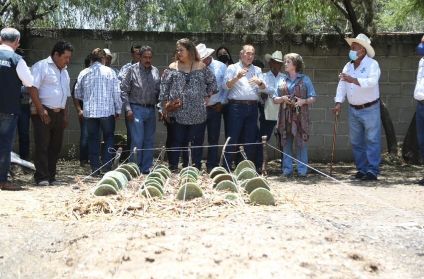  Promueven la producción agrícola en Bocas