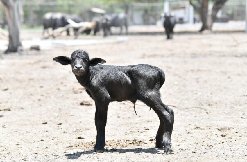  Nace cría de búfalo de agua en el parque Tangamanga II