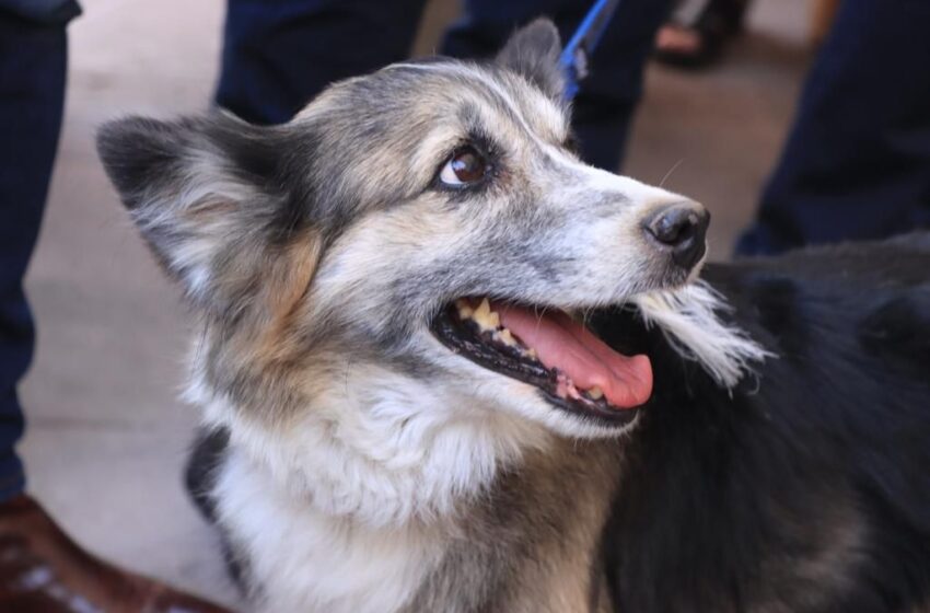  Acciones en favor de las mascotas