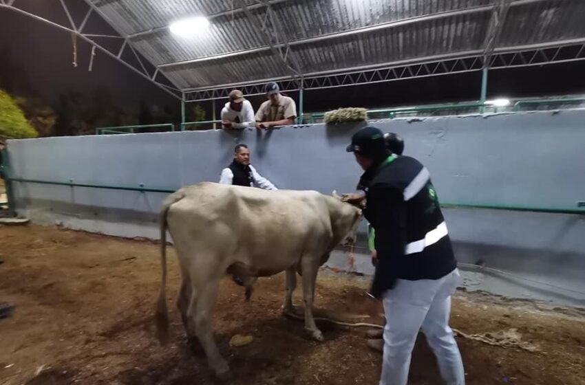  Capturan a toro que deambulaba en Fenapo