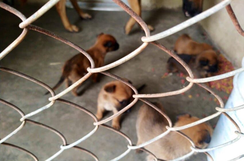  Rescatan camada de perros abandonados