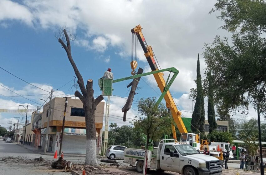  Retiran en Matehuala árboles por colapsar