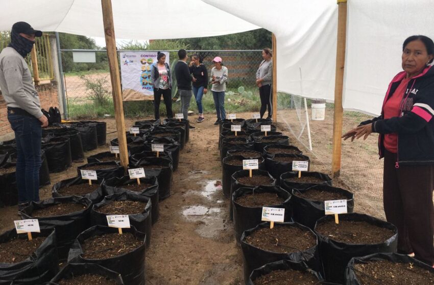  Avanza instalación de “Huertos comunitarios” en la Capital