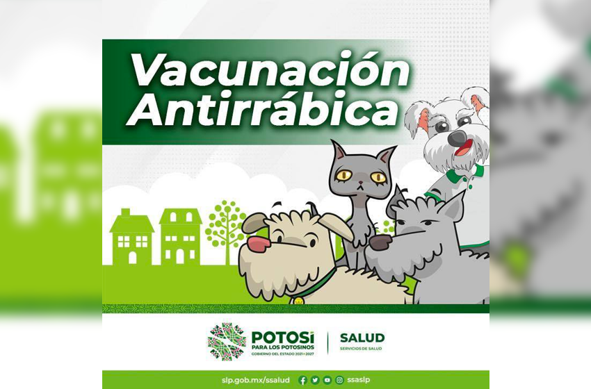  Lleva a vacunar a tus mascotas