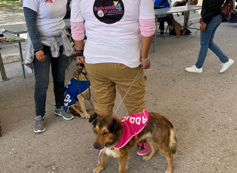  Más de 80 perros y gatos tienen un nuevo hogar, con el Segundo Festival de Adopción