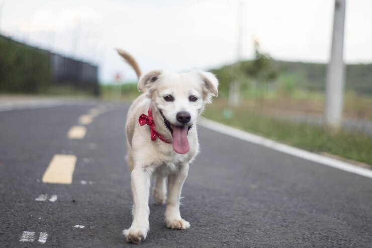  Mantener la vacunación de perros contra la rabia para reducir la circulación de este virus