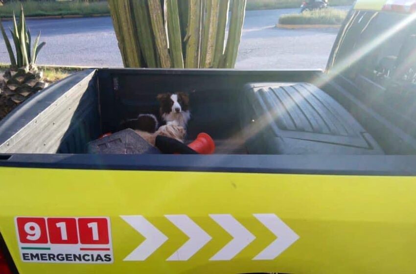  Policías rescatan a dos perritos que deambulaban en Salvador Nava