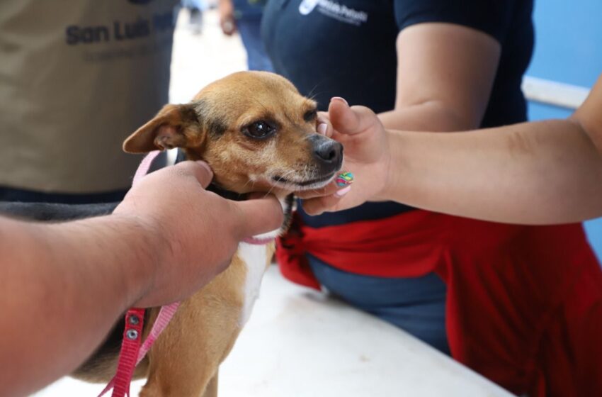  Con el programa “De Corazón mi Mascota”, el Gobierno de la Capital atiende a más de 11 mil 500 perros y gatos