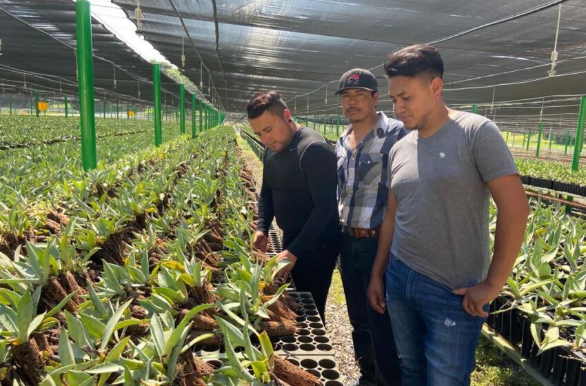  20 mil árboles serán plantados en SLP