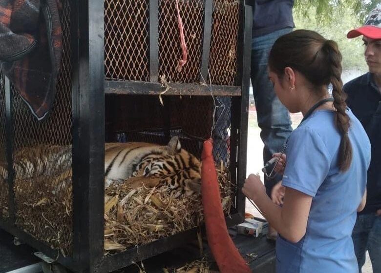  Trasladan tigre de bengala a Zoológico de Mexquitic