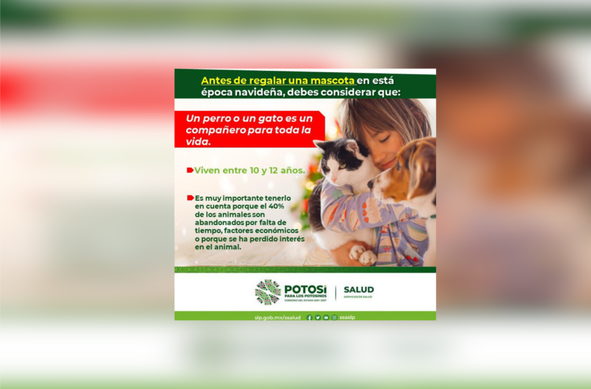  Cerca de 5 mil perros y gatos son abandonados al año en México