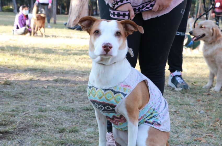  Inauguran el curso de adiestramiento canino EduCan en el Parque de Morales