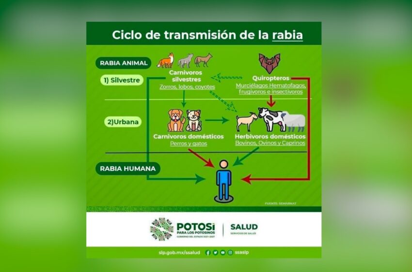  Ciclo de transmisión de la rabia