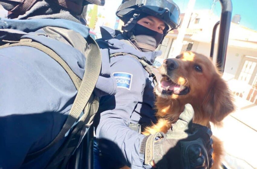  Policías rescatan a perro en peligro