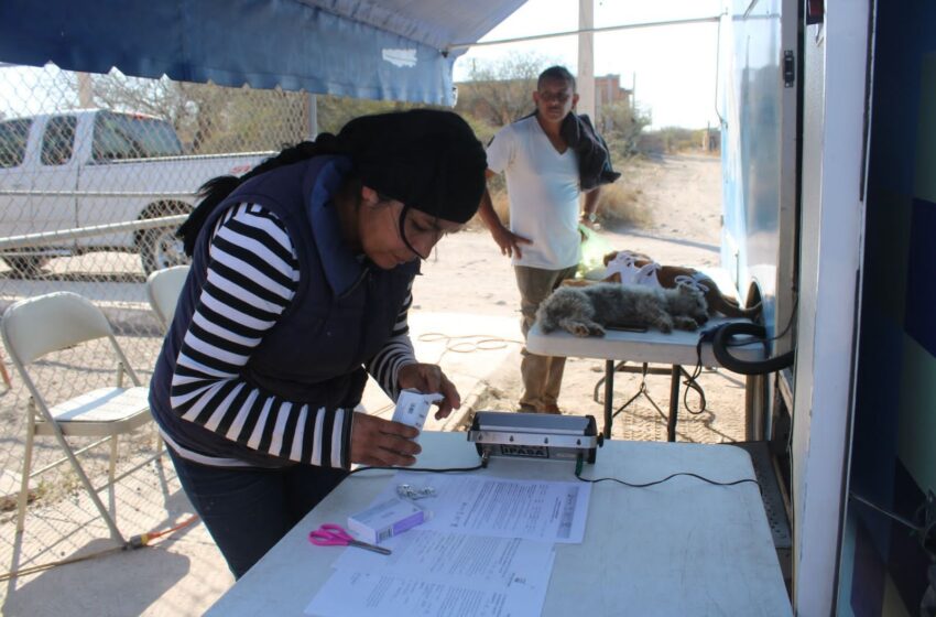  Ayuntamiento realiza esterilizaciones a perros en situación de calle en la comunidad de Jassos