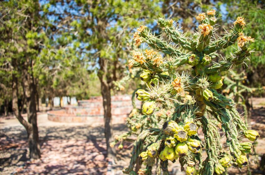  Ingeniería en Agronomía y Medio Ambiente, nuevo programa educativo de la Facultad de Agronomía y Veterinaria de la UASLP