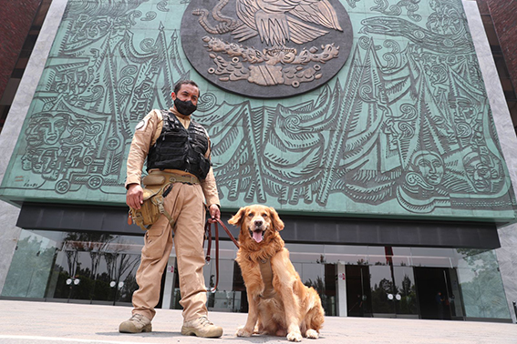  Lucas, elemento canino concluye labor de servicio en la Cámara de Diputados