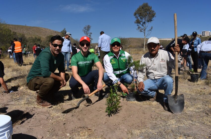  Realiza SEGAM reforestación en la presa San José, con 2 mil 500 árboles