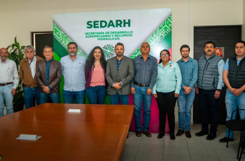  SEDARH activa plan para ampliar producción de maíz