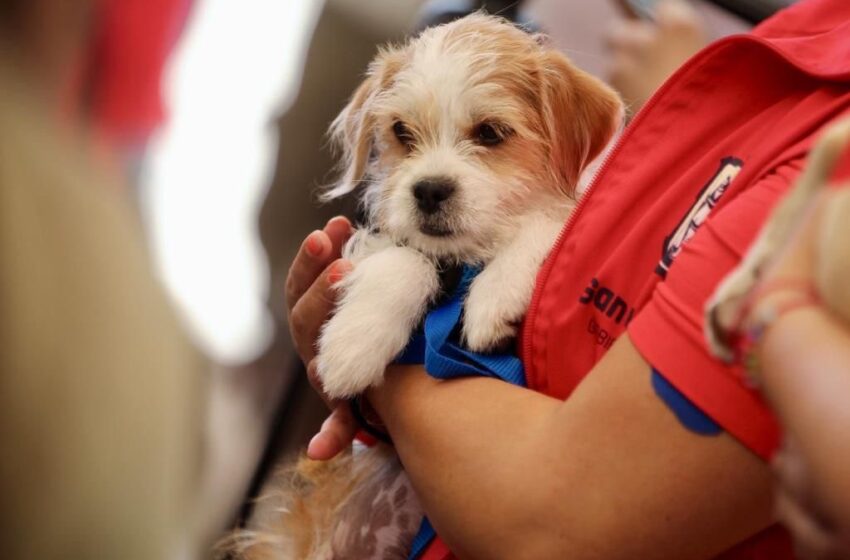  En solo un día, más de 220 mascotas ya están inscritas en el Registro Municipal