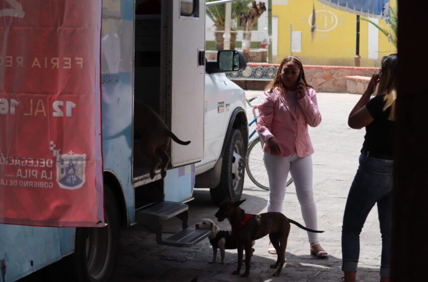  El programa Registro Municipal de Mascotas llega a la Delegación La Pila