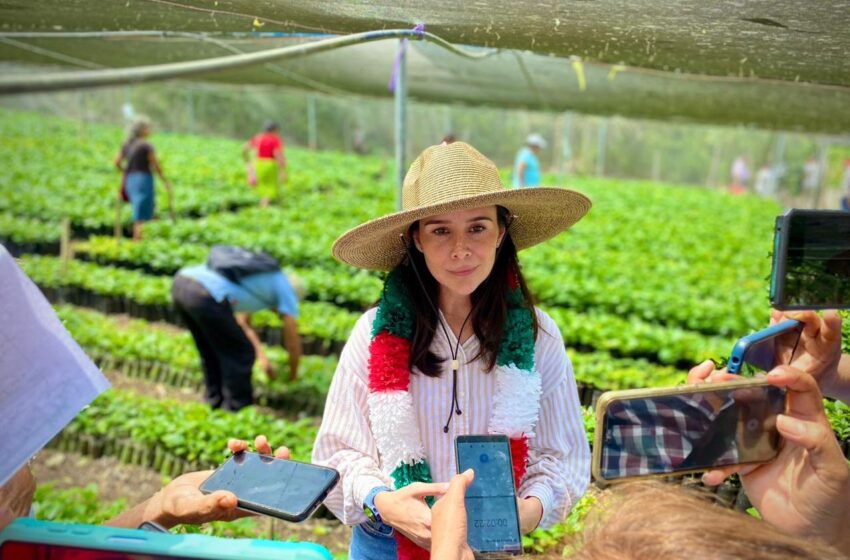  Con apoyo estatal despega producción de café en San Luis Potosí