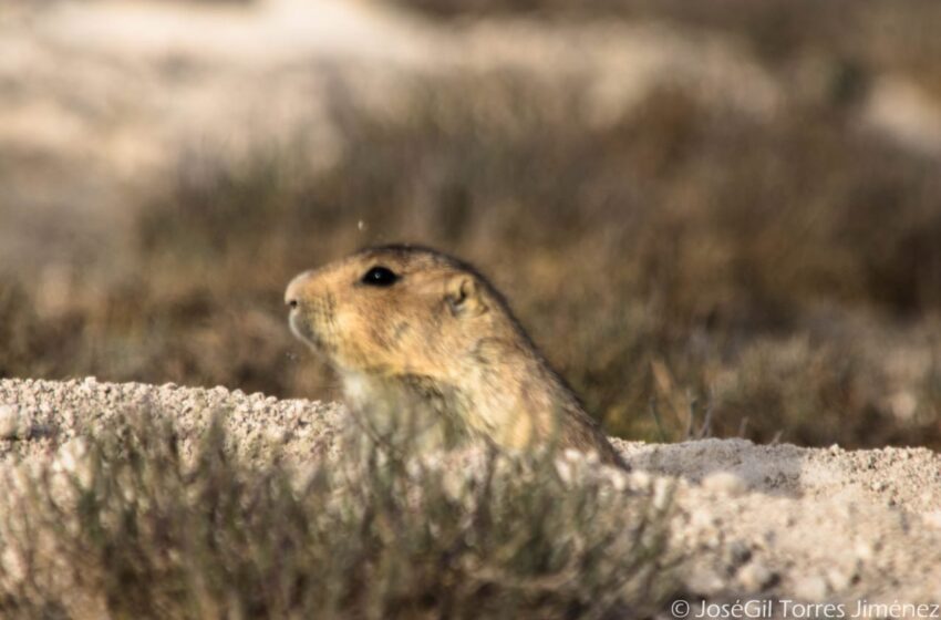  Perrito de la pradera regresa al altiplano