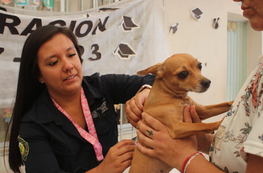  Se acercarán servicios veterinarios gratuitos este lunes 13 de noviembre a Pabellón de Arteaga