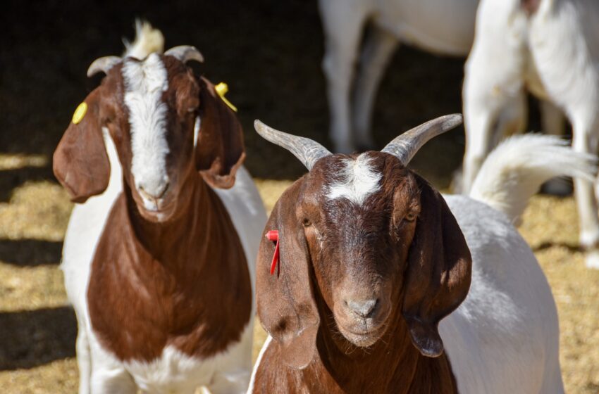  Amplían convocatoria para que productores accedan a alimento para su ganado