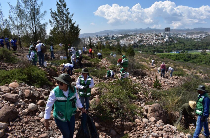  Entrega gobierno 200 mil arbolitos para la Sierra de San Miguelito