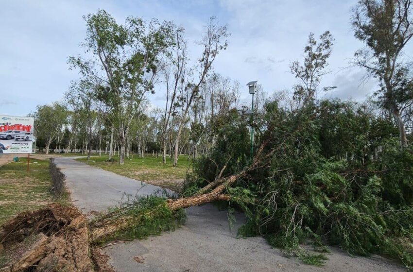  Tras fuerte viento, Gobierno trabaja en limpieza de Parques Tangamanga