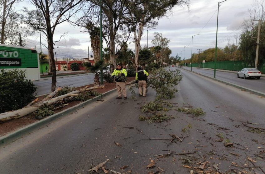  SSPC atiende afectaciones por ráfagas de viento en la Capital