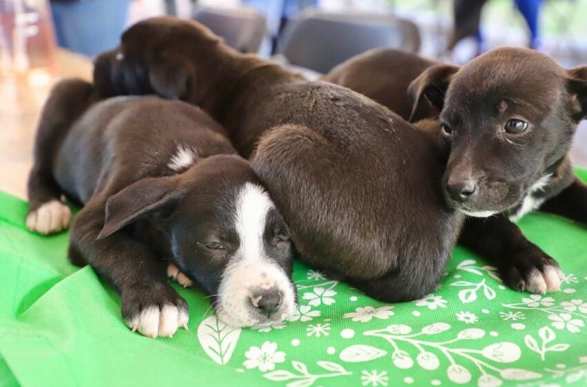  Gobierno de la Capital iniciará campaña de esterilización de perros y gatos