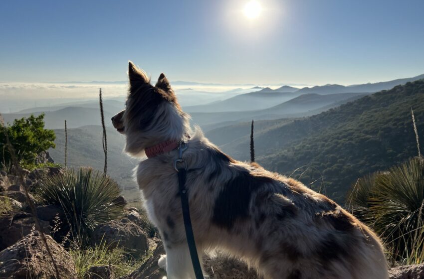  Nueva Propuesta de Ley para Ampliar la Definición de Animales de Asistencia en Apoyo a Personas con Discapacidad