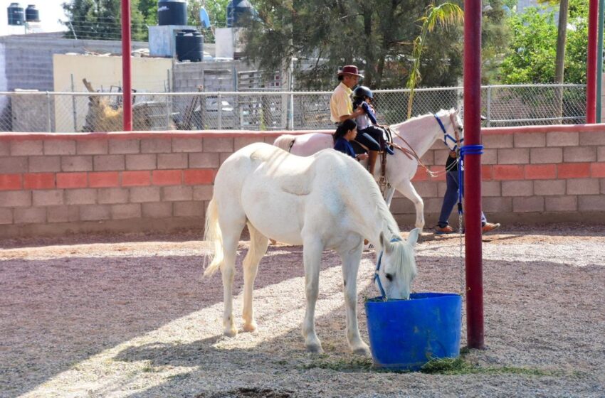  Progresos Significativos en Niños con Terapias de Equinoterapia en Soledad