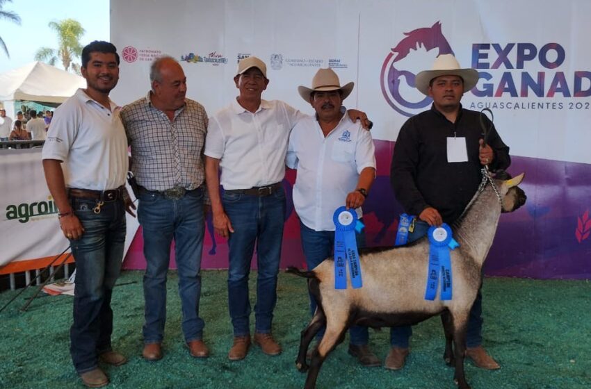  Éxito del ganado caprino de la Facultad de Agronomía y Veterinaria de la UASLP en la Expo Ganadera de la Feria Nacional de San Marcos