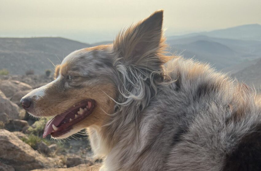  Ambudog Soledad Ofrece Cuidados para Mascotas Ante el Calor Extremo