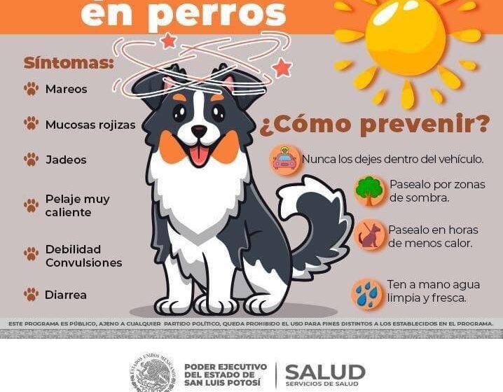  Gobierno Municipal Emite Recomendaciones para el Cuidado de Mascotas ante el Calor Extremo