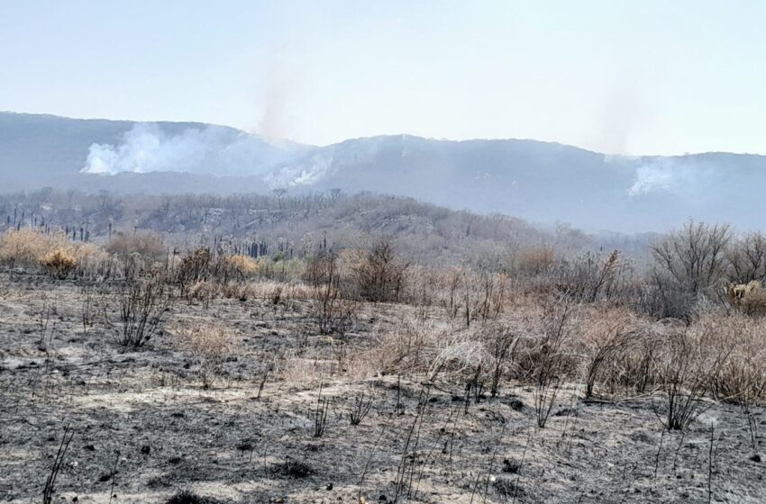  Tres Helicópteros y Brigadistas Combaten Incendio Forestal en Ciudad Valles