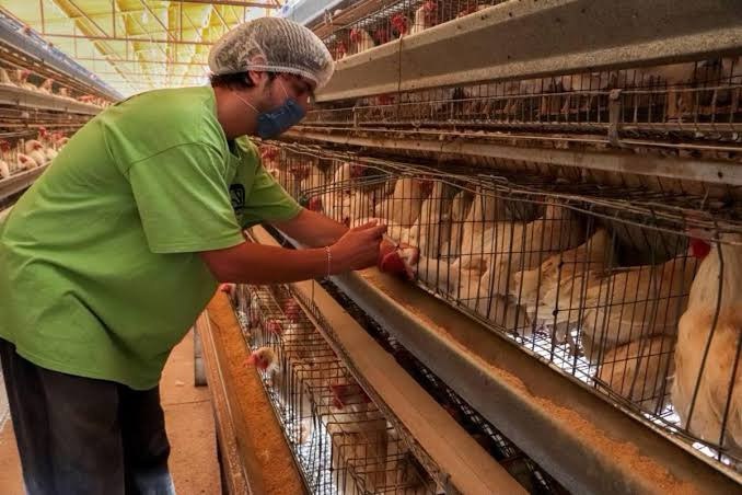  San Luis Potosí Libre de Riesgo de Influenza Aviar en Humanos, Según SEDARH