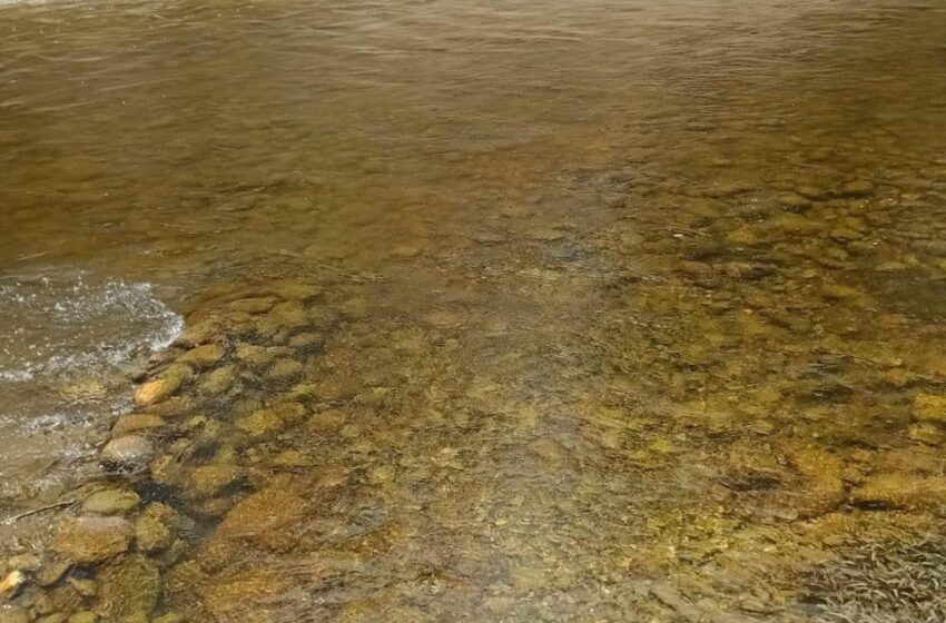  Vigilancia en Ríos de la Huasteca ante Cambios en la Coloración del Agua