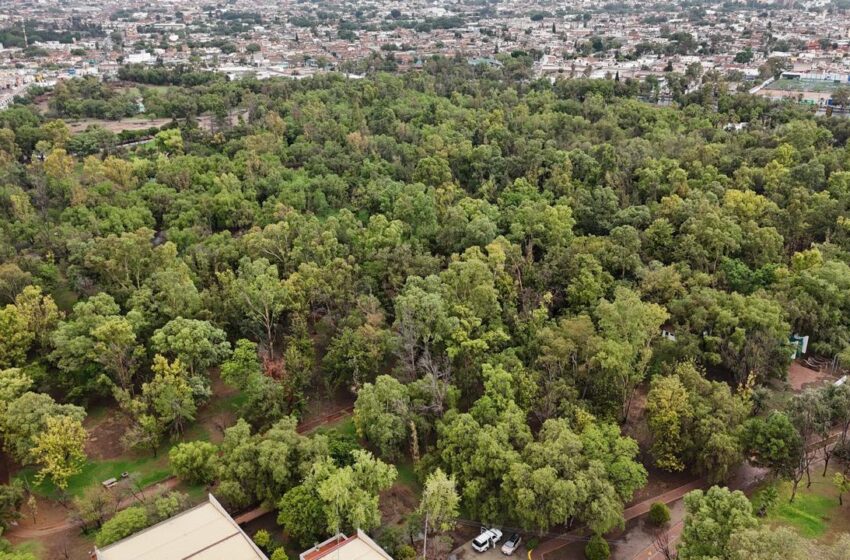  Restauración de Bosques Urbanos Tangamanga en San Luis Potosí