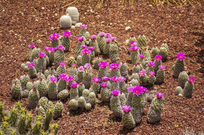  Jardín botánico “El Izotal” de la UASLP, un refugio para cactus y suculentas