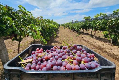  Aguascalientes Refuerza Apoyo a Viticultores como Cuarto Productor de Uva en México