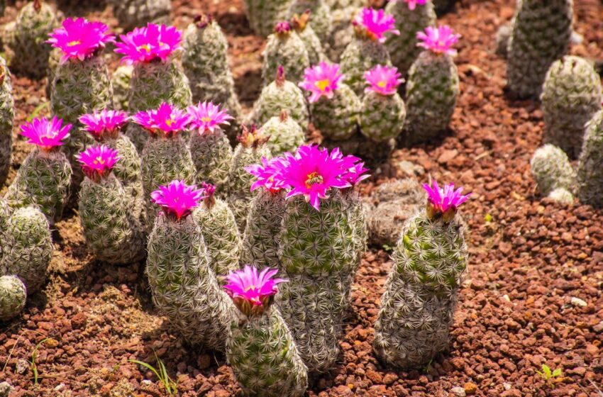  Jardín Botánico de la UASLP, “El Izotal”, Amplía Horarios y Ofrece Nuevos Programas para Familias